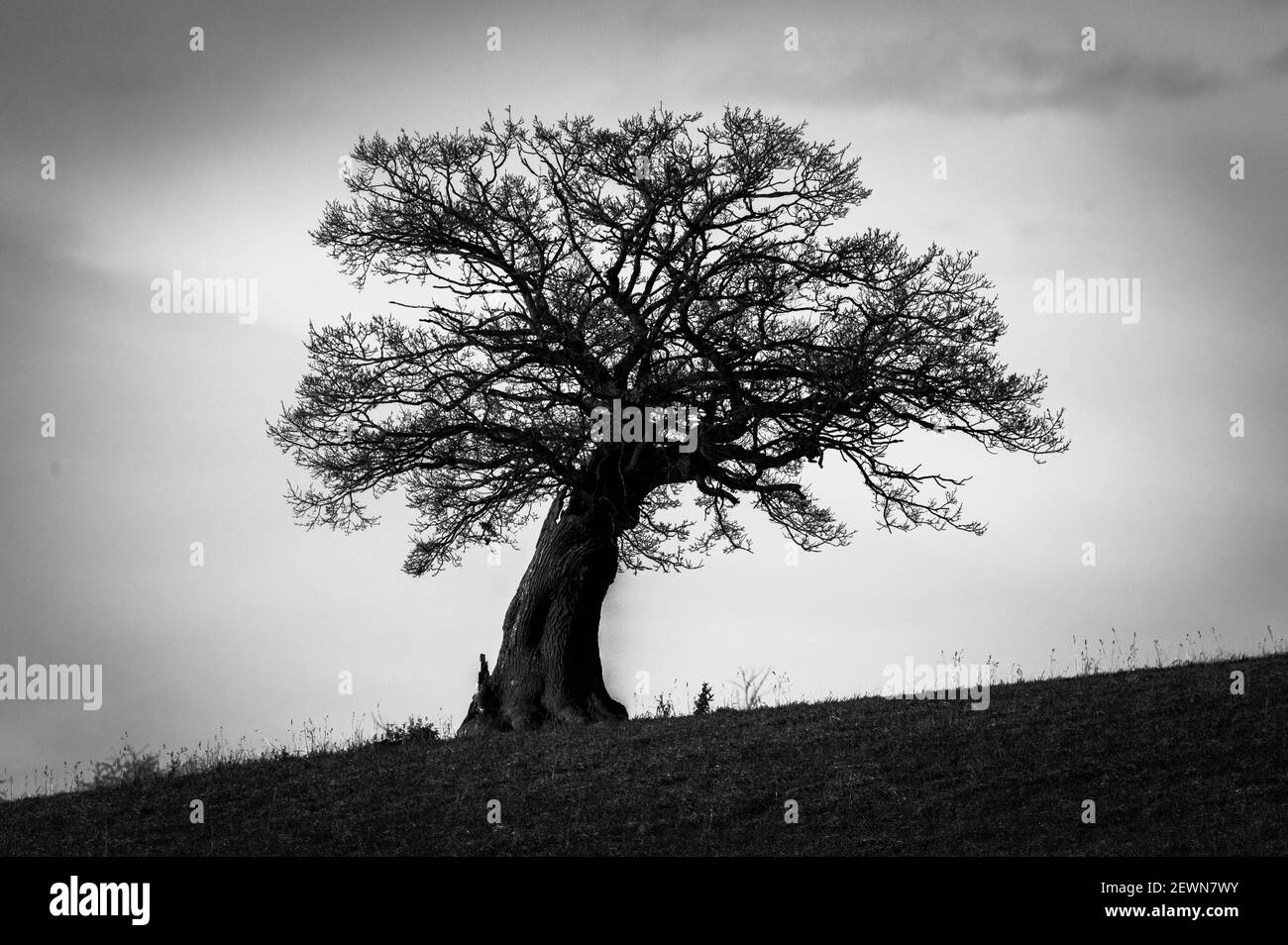 Oak tree in the field Black and White Stock Photos & Images - Alamy