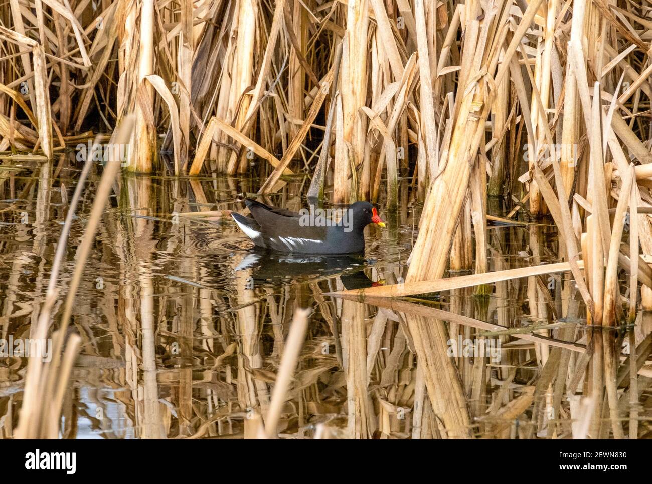Moorhen (Gallinula chloropus) on water in a reed bed, South Lanarkshire, Scotland Stock Photo