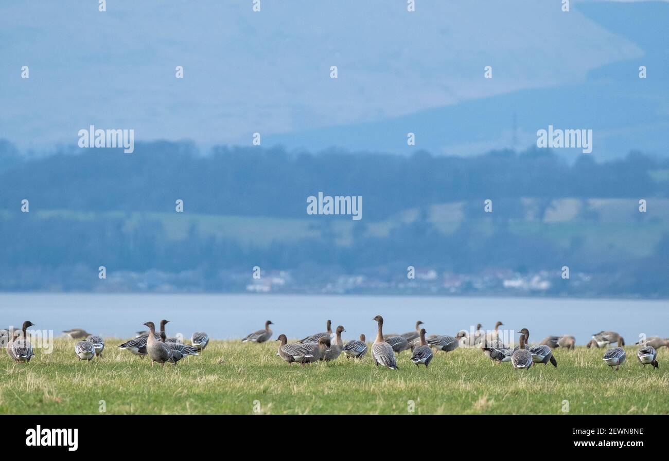A flock of Pink Footed Geese forage on farmland beside the Firth of Forth near Blackness, West Lothian, Scotland. Stock Photo