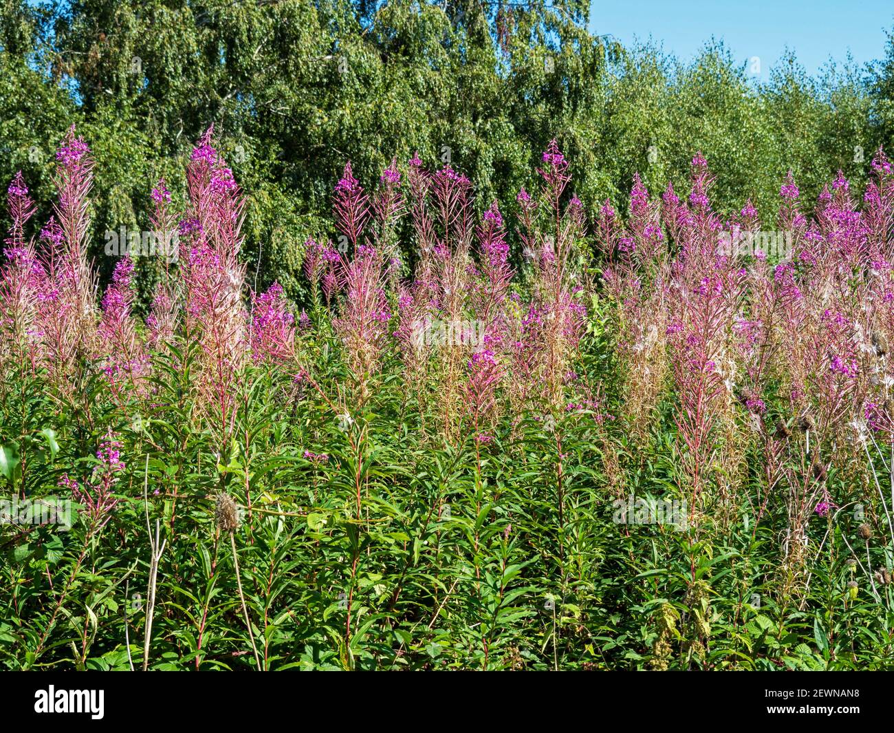Rosebay willow herb, Chamaenerion angustifolium, flowering in North ...