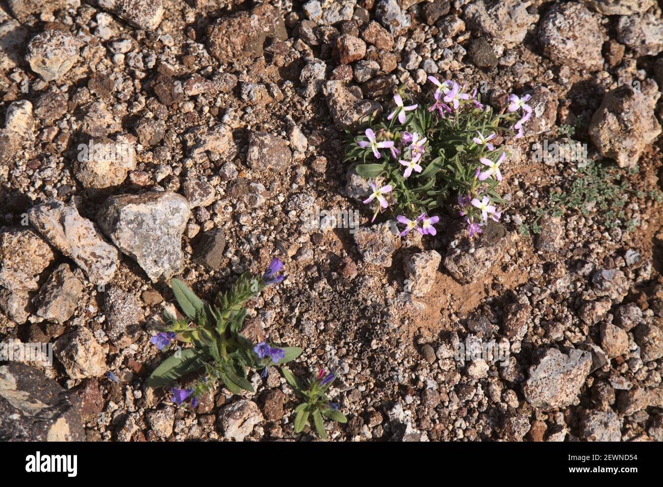 Flora of Gran Canaria -  Matthiola bolleana, Canary stock flower, endemic to the Canary Islands, very low-growing specimens  growing on a windy mounta Stock Photo