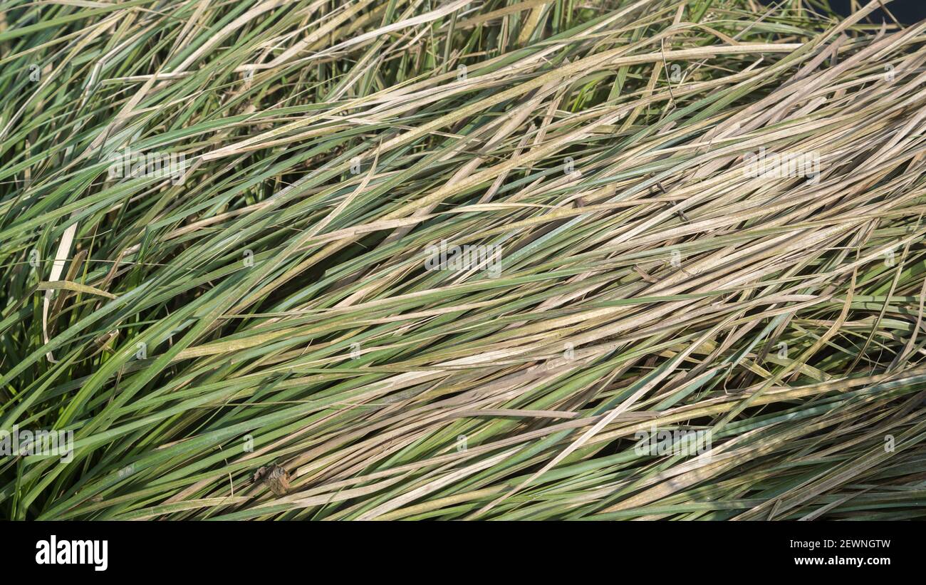 16:9 wide angle abstract of some thick bleached grass dying off in the winter. Grass texture. Stock Photo