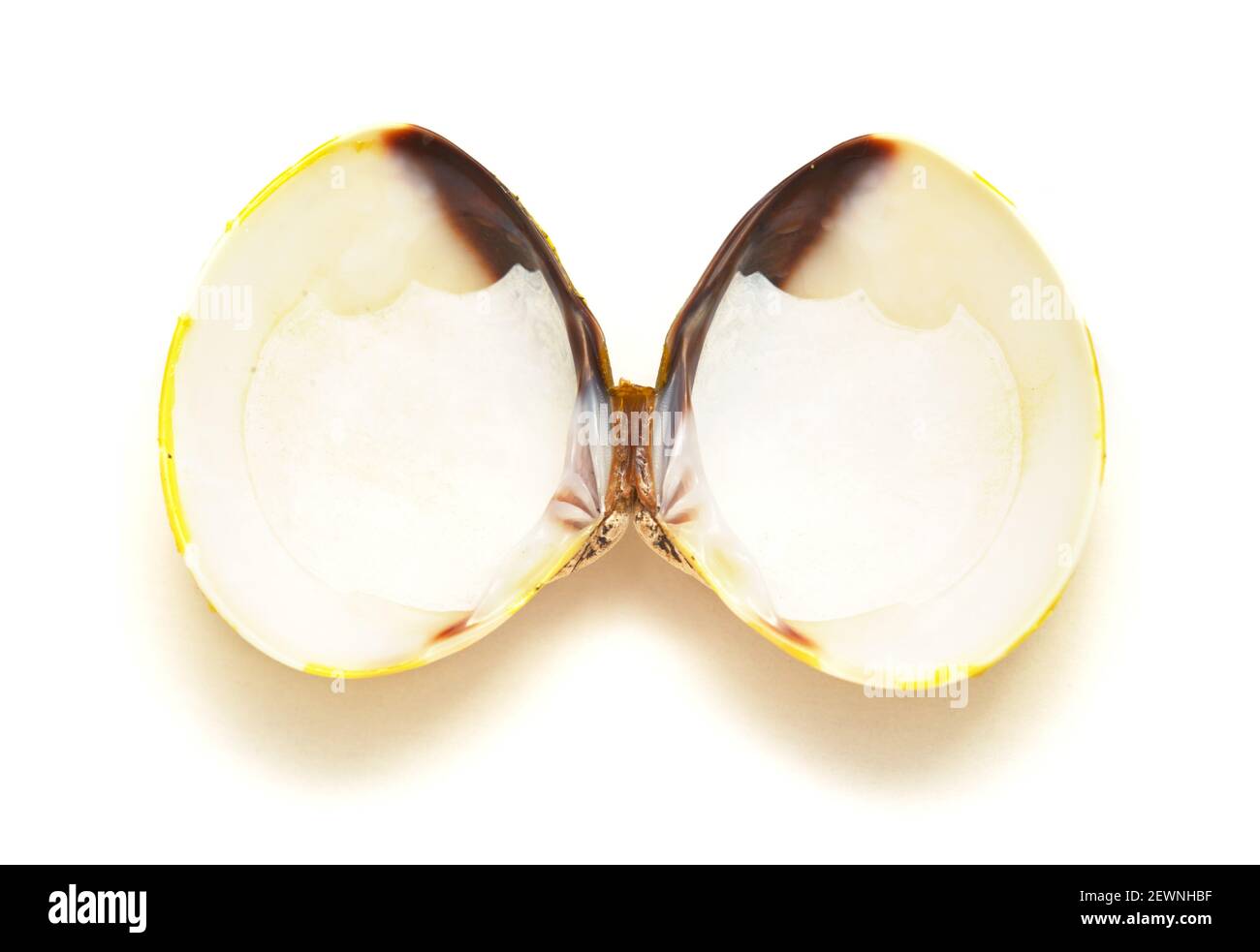 yellow shells of Corbicula fluminea  freshwater clam isolated on white background Stock Photo