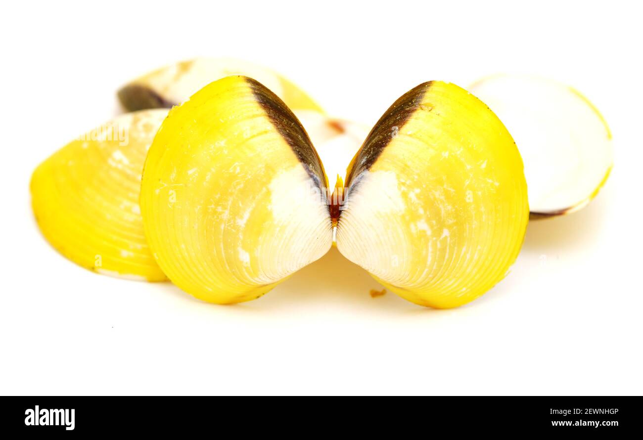 yellow shells of Corbicula fluminea  freshwater clam isolated on white background Stock Photo