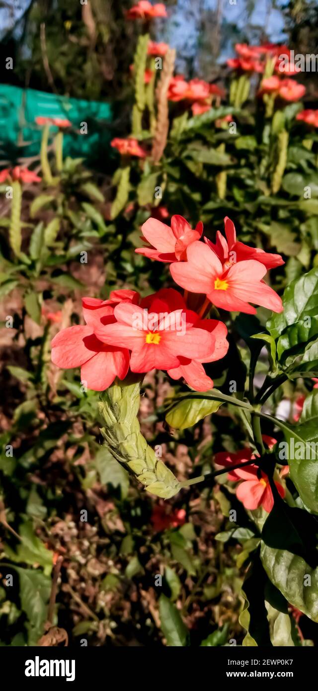 Flowers blooming in the beautiful summer season in Indian village and