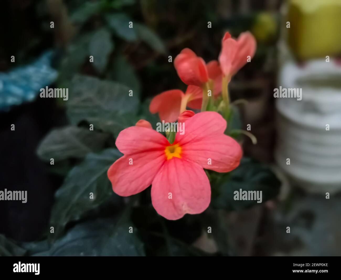 Flowers blooming in the beautiful summer season in Indian village and