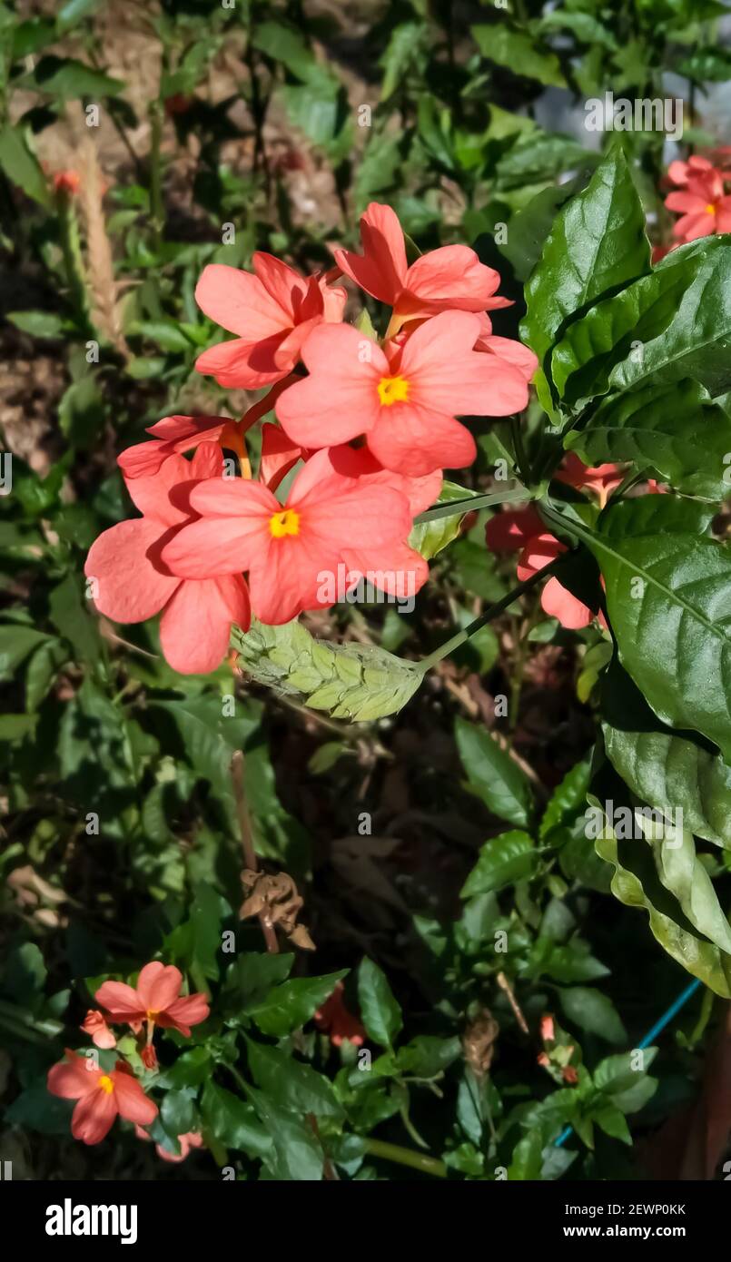Flowers blooming in the beautiful summer season in Indian village and garden, This flower is called Aboli in Marathi Stock Photo