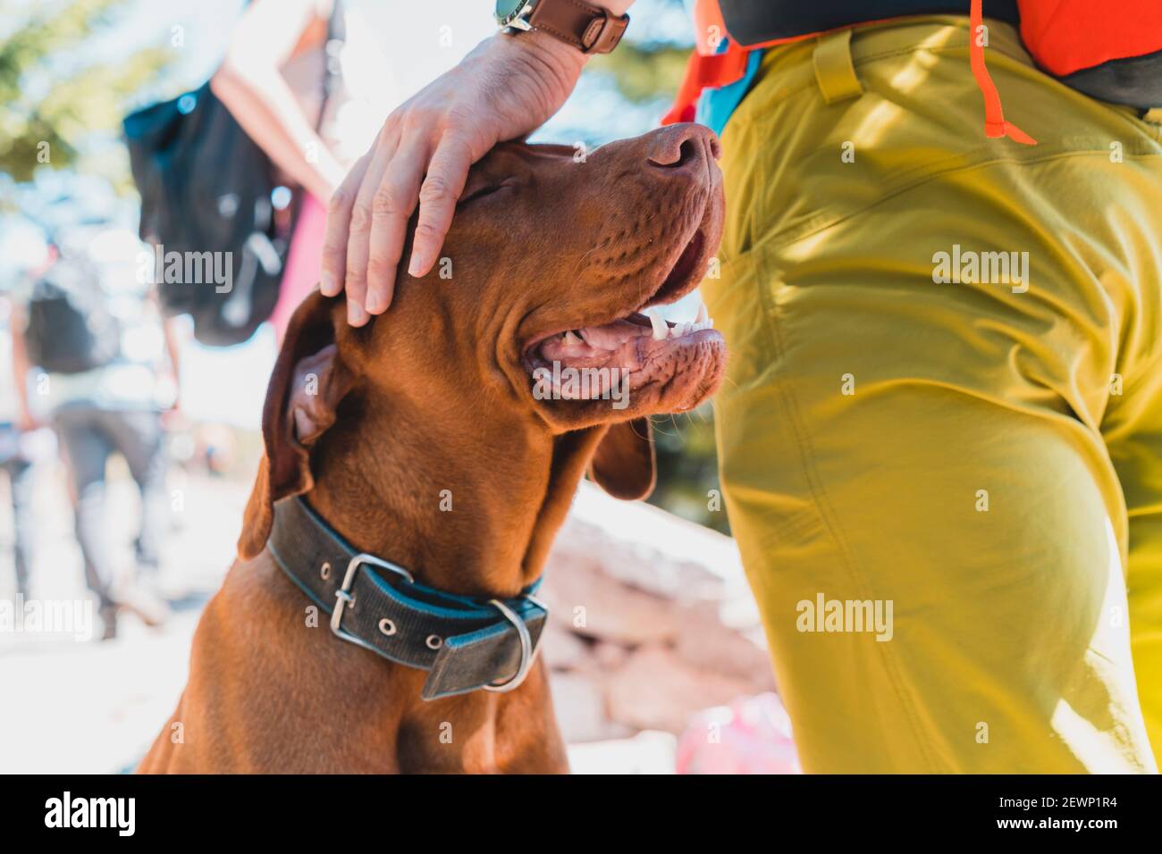 Close Shot Of Hungarian Vizsla Dog Smiling While Owner Pet His Head Stock Photo Alamy