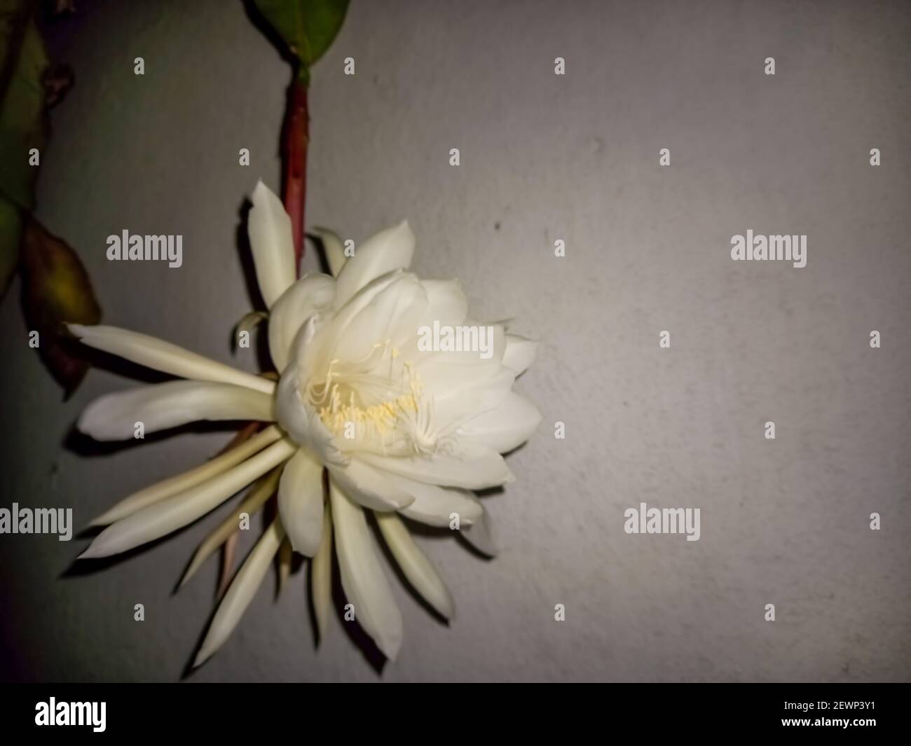 Beautiful Shot Of Beautiful Big White Perfumed One Night Flower Of The Dutchman S Pipe Cactus Or Queen Of The Night Epiphyllum Oxypetalum Copyspace Stock Photo Alamy