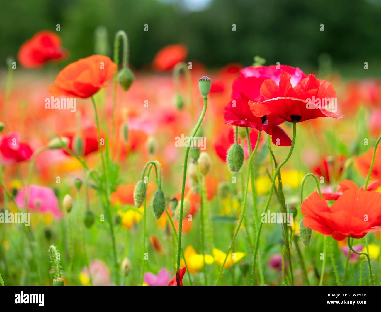 Closeup of mixed poppies with buds and seed pods in a summer garden Stock Photo