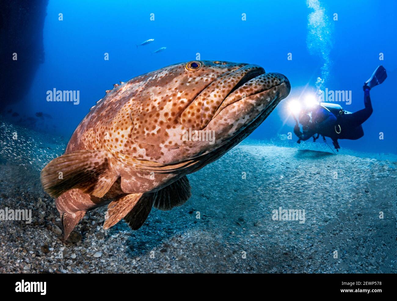 giant grouper fish