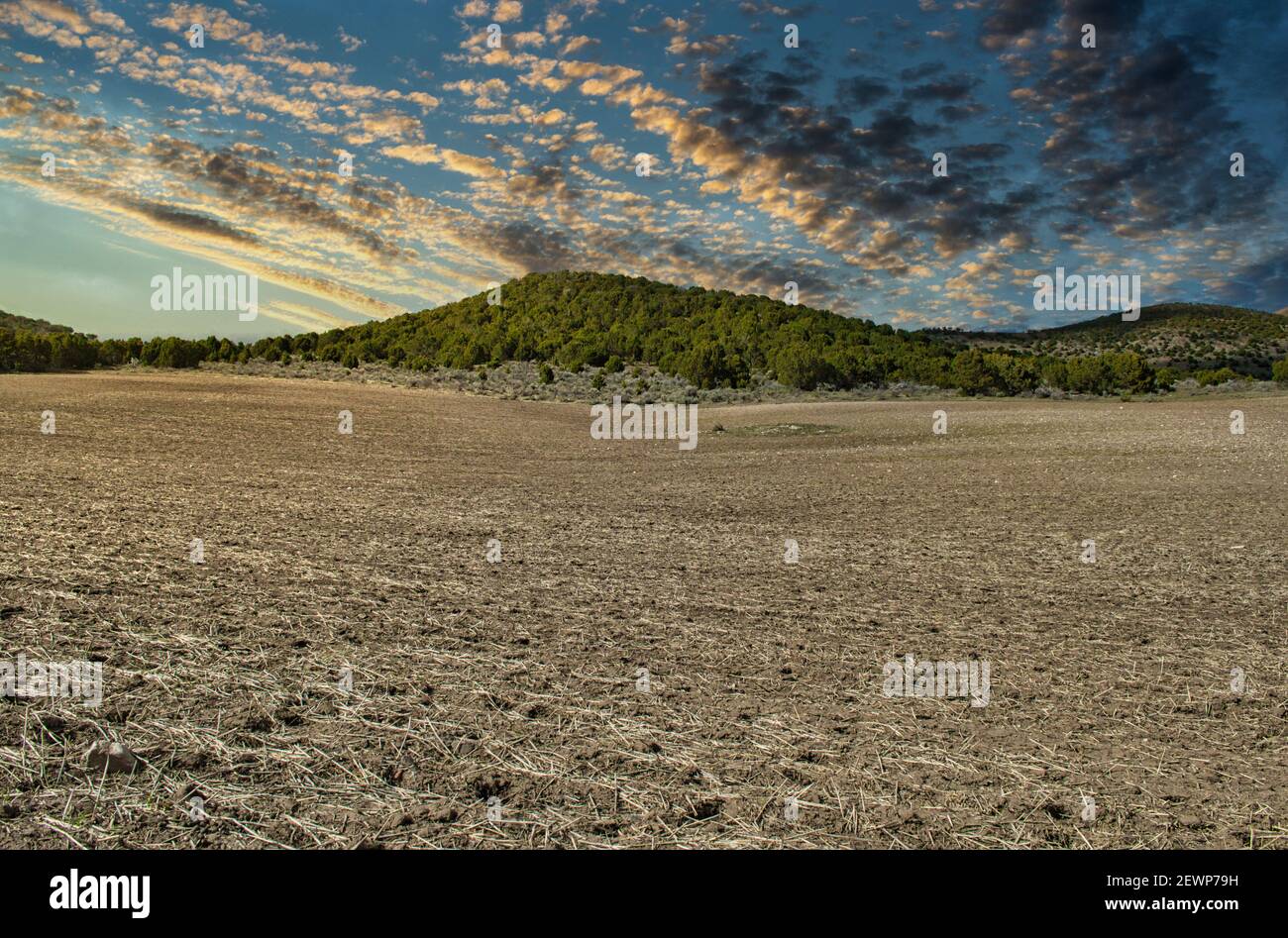 An empty landscape with trees on hills on a cl Stock Photo - Alamy