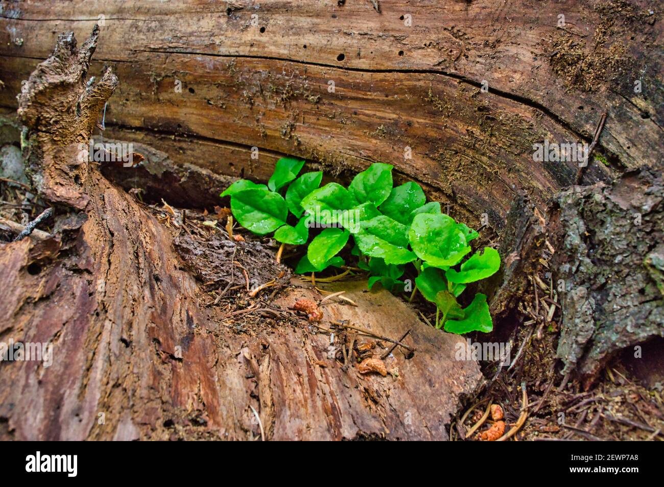 A selective focus shot of anubias nana growing on Stock Photo