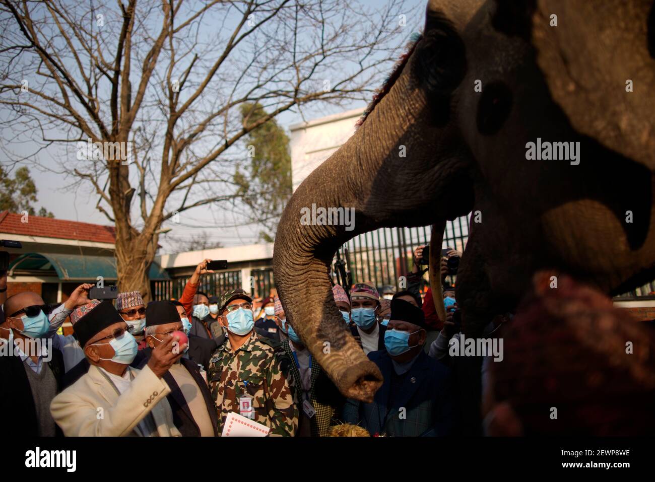 Lalitpur, Nepal. 3rd Mar, 2021. Prime Minister KP Sharma Oli feeds an elephant inside the Central Zoo on World Wildlife Day in Lalitpur, Nepal on Wednesday, March 3, 2021. Credit: Skanda Gautam/ZUMA Wire/Alamy Live News Stock Photo