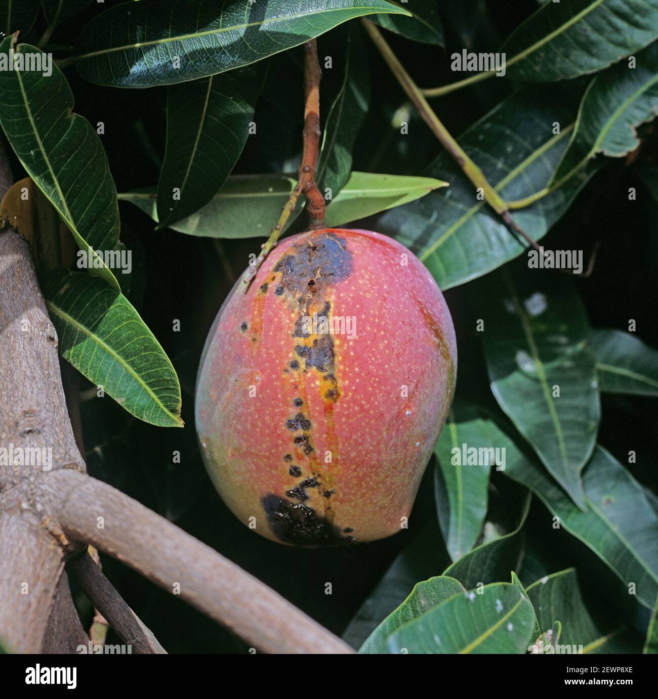 Anthracnose (Colletotrichum gloeosporioides) lesions and weeping on a mango fruit on the tree, Transvaal, South Africa, February Stock Photo