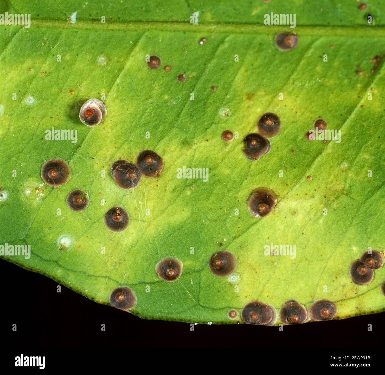 Africa orange citrus hi-res stock photography and images - Alamy