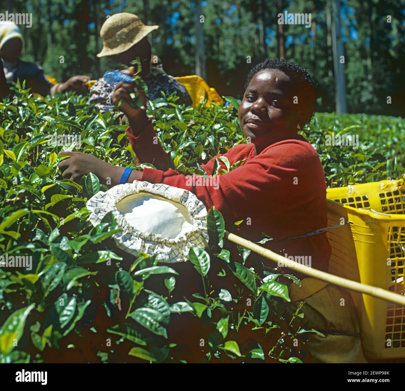 Black girl, hat discarded, picking tea, leaves and collecting in a plastic basket on her back on a Transvaal Estate, in the low Veldt of South Africa, Stock Photo