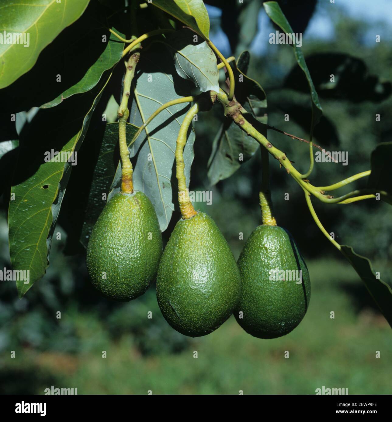 Maturing avocado fruit (Persea americana) hanging from long peduncles on the tree, Transvaal, South Africa, February Stock Photo