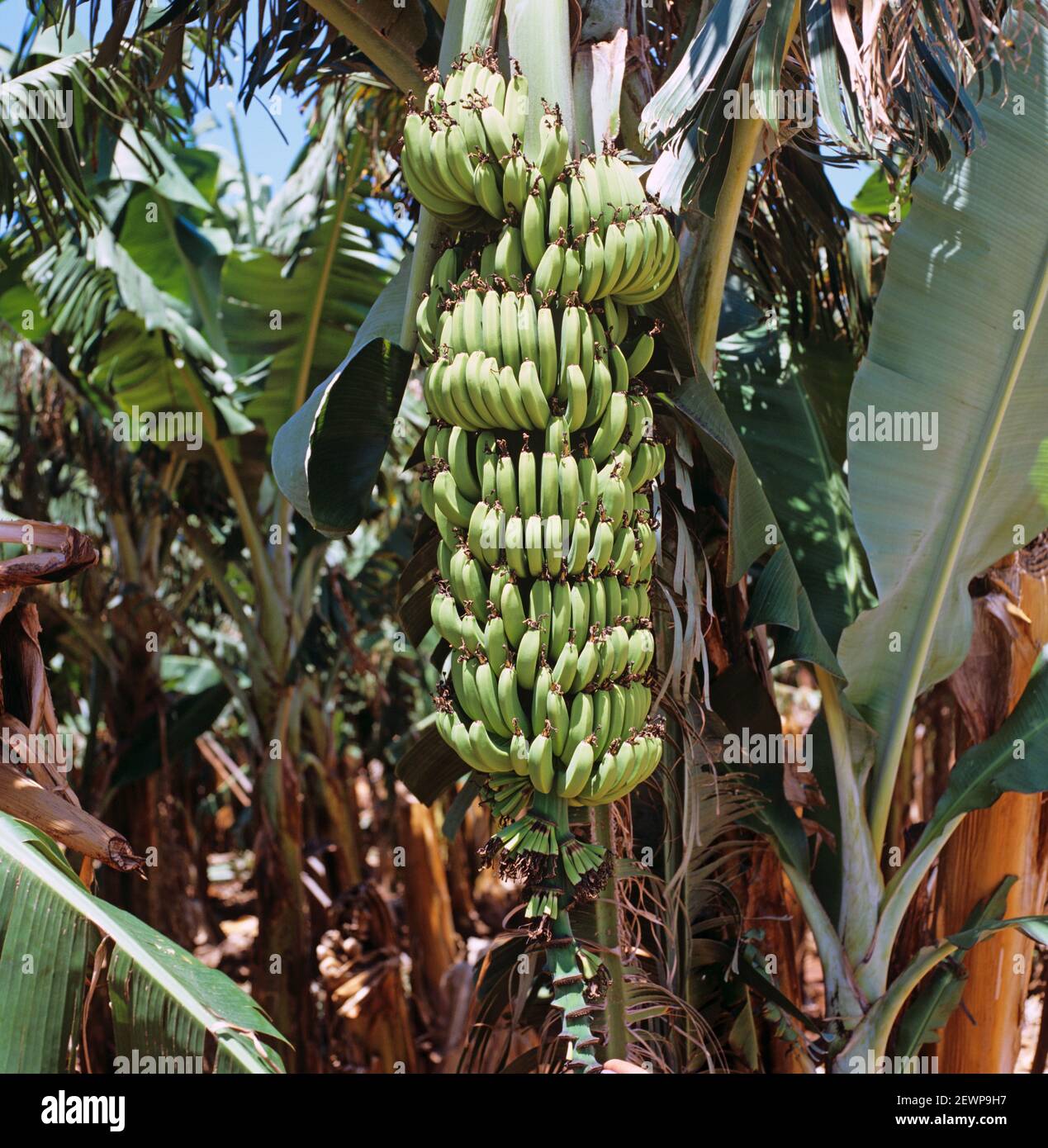 Mature green bunch of bananas (Musa x paradisiaca) variety Williams at harvest, Transvaal, South Africa Stock Photo