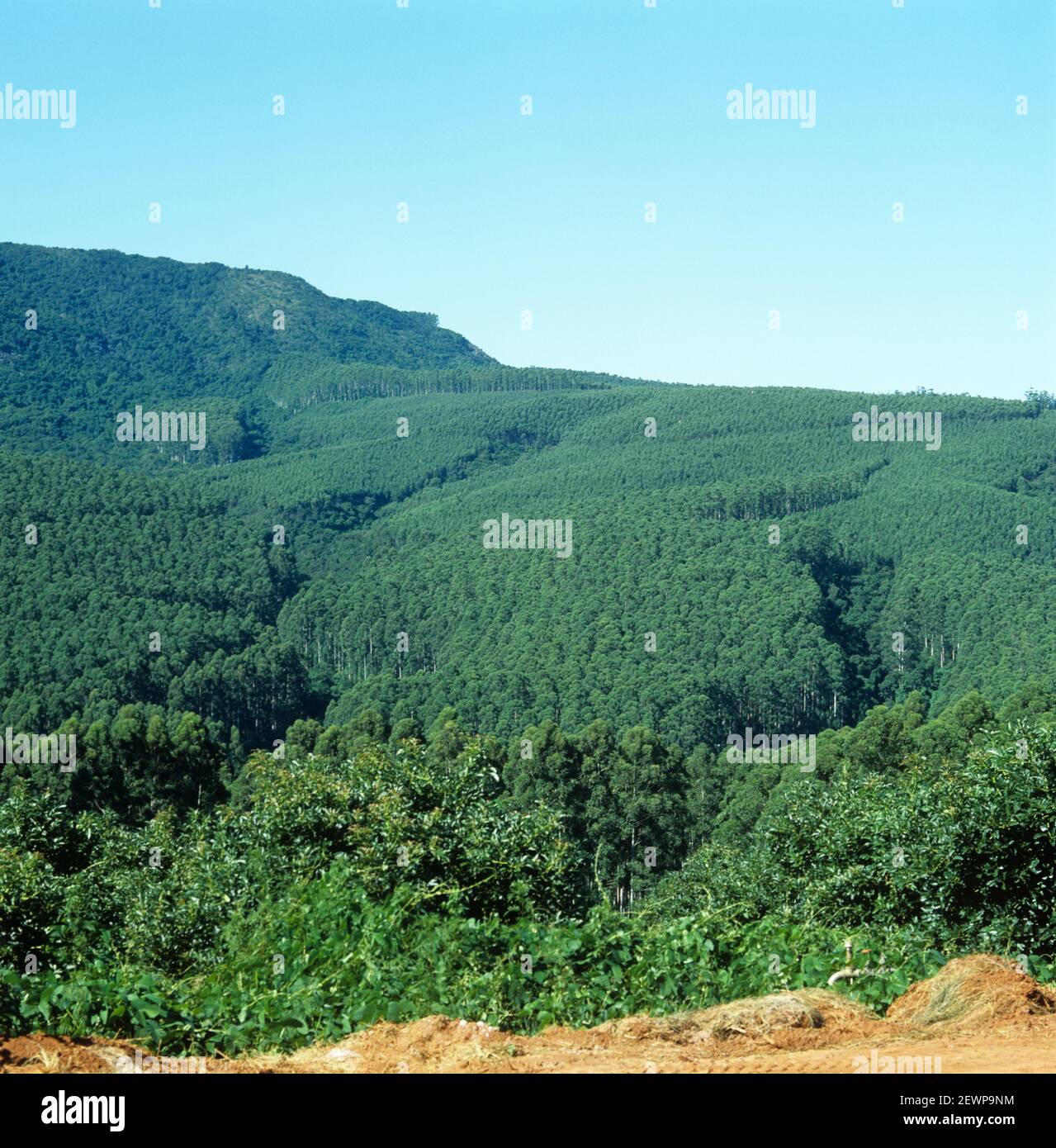 Extensive rose gum or flooded gum tree (Eucalyptus grandis) plantation covering hillside and replacing natural habitat, Transvaal, South Africa Stock Photo