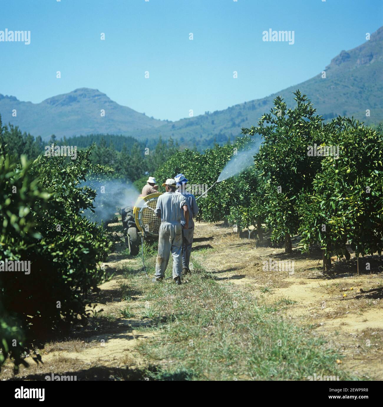 Lance spraying of orange (Citrus sinensis) trees in fruit with