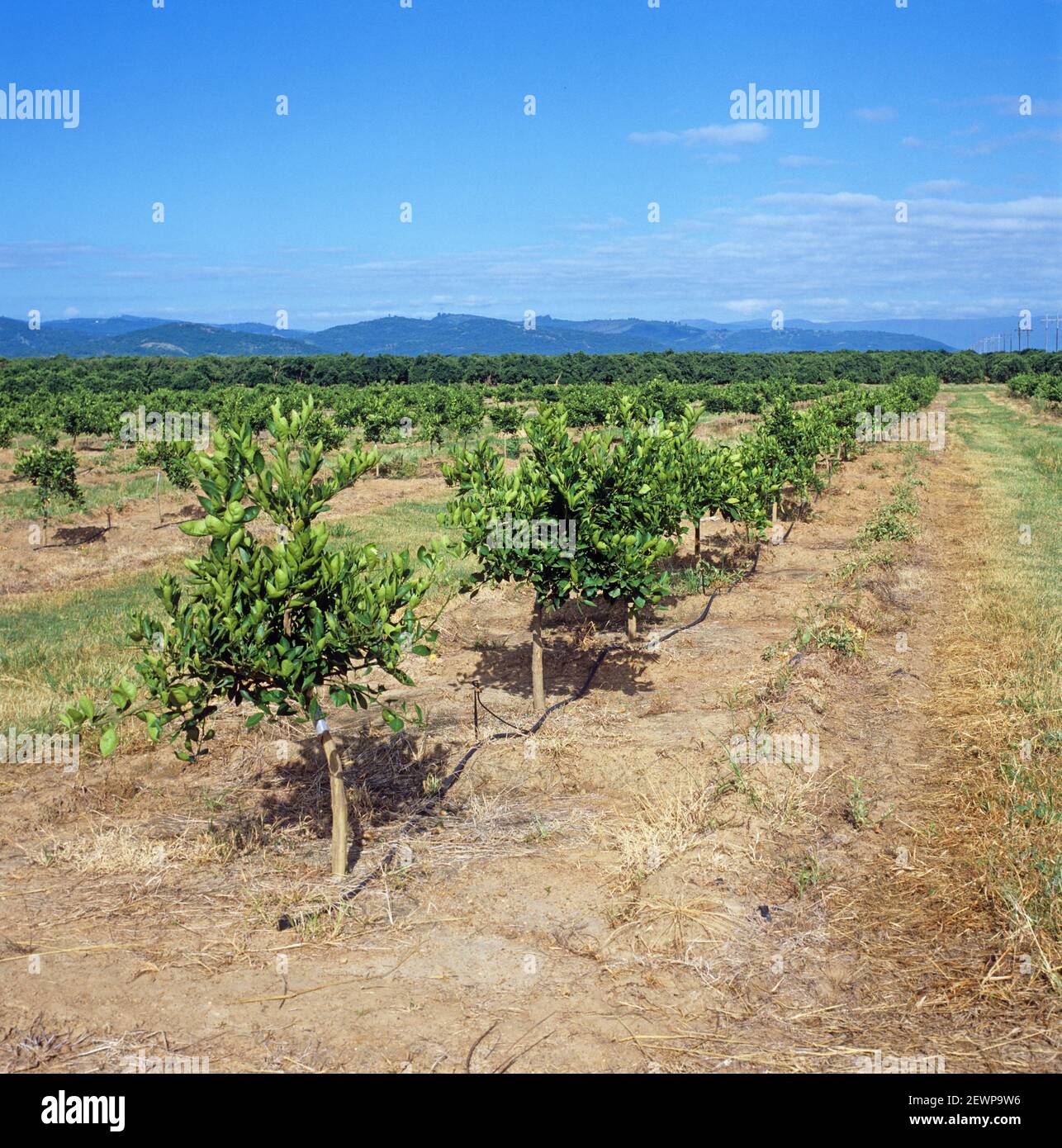 Young orange orchard on the Letaba Estates with hose for piped irrigation and nutrient drip, near Tzaneen, Transvaal, South Africa Stock Photo