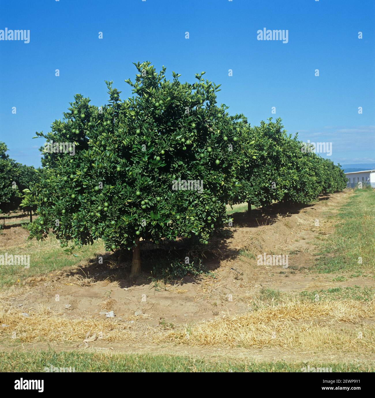 Rows of orange trees (Citrus sinensis) with green, maturing fruit in an orchard in the Low Veldt, Transvaal, South Africa, February Stock Photo
