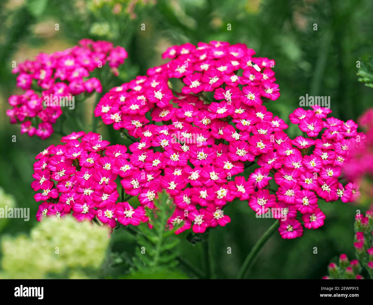 Closeup of the bright pink flowers of garden yarrow, Achillea millefolium Stock Photo