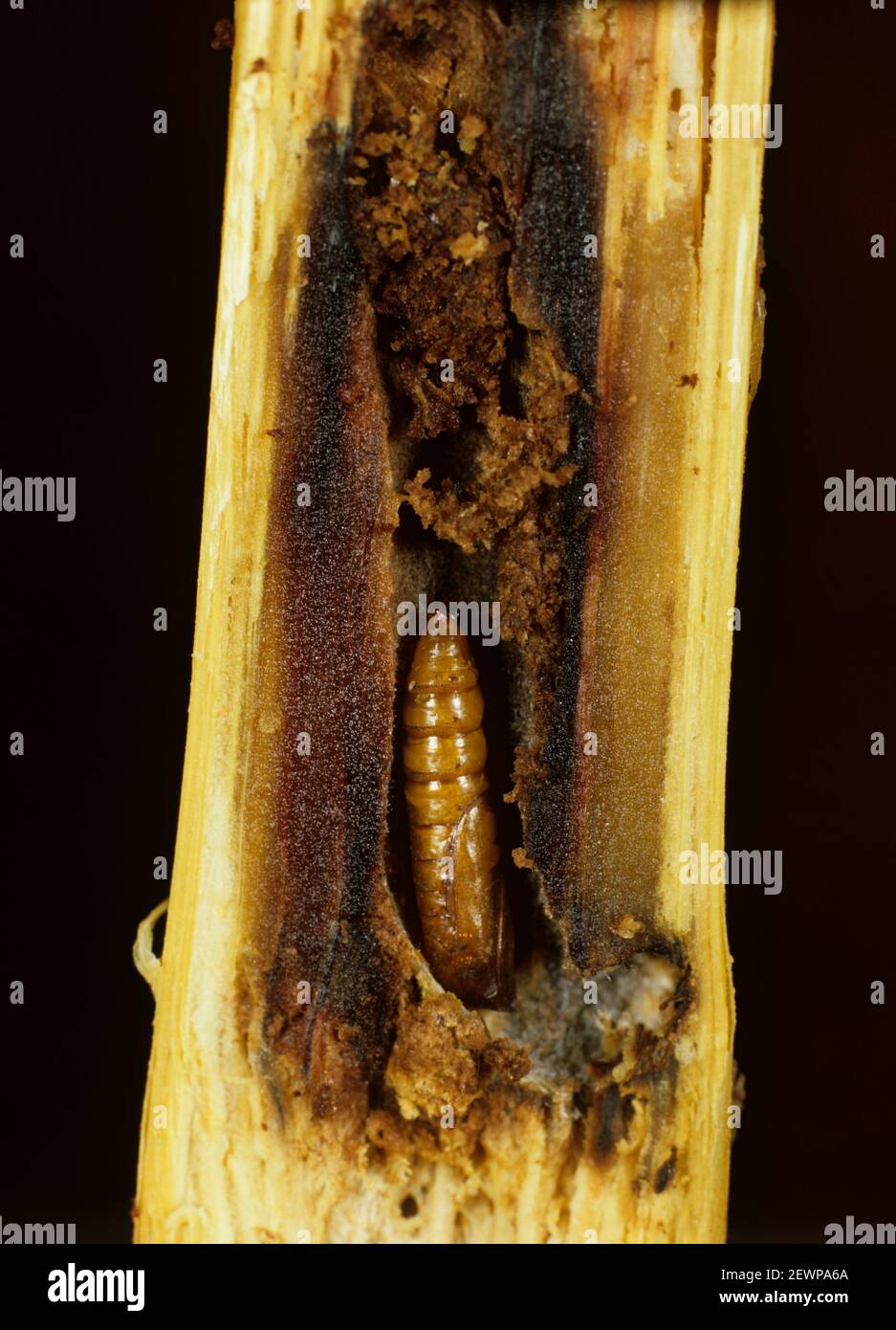 Maize stalk borer (Busseola fusca) pupa in a damaged sorghum (Sorghum ...