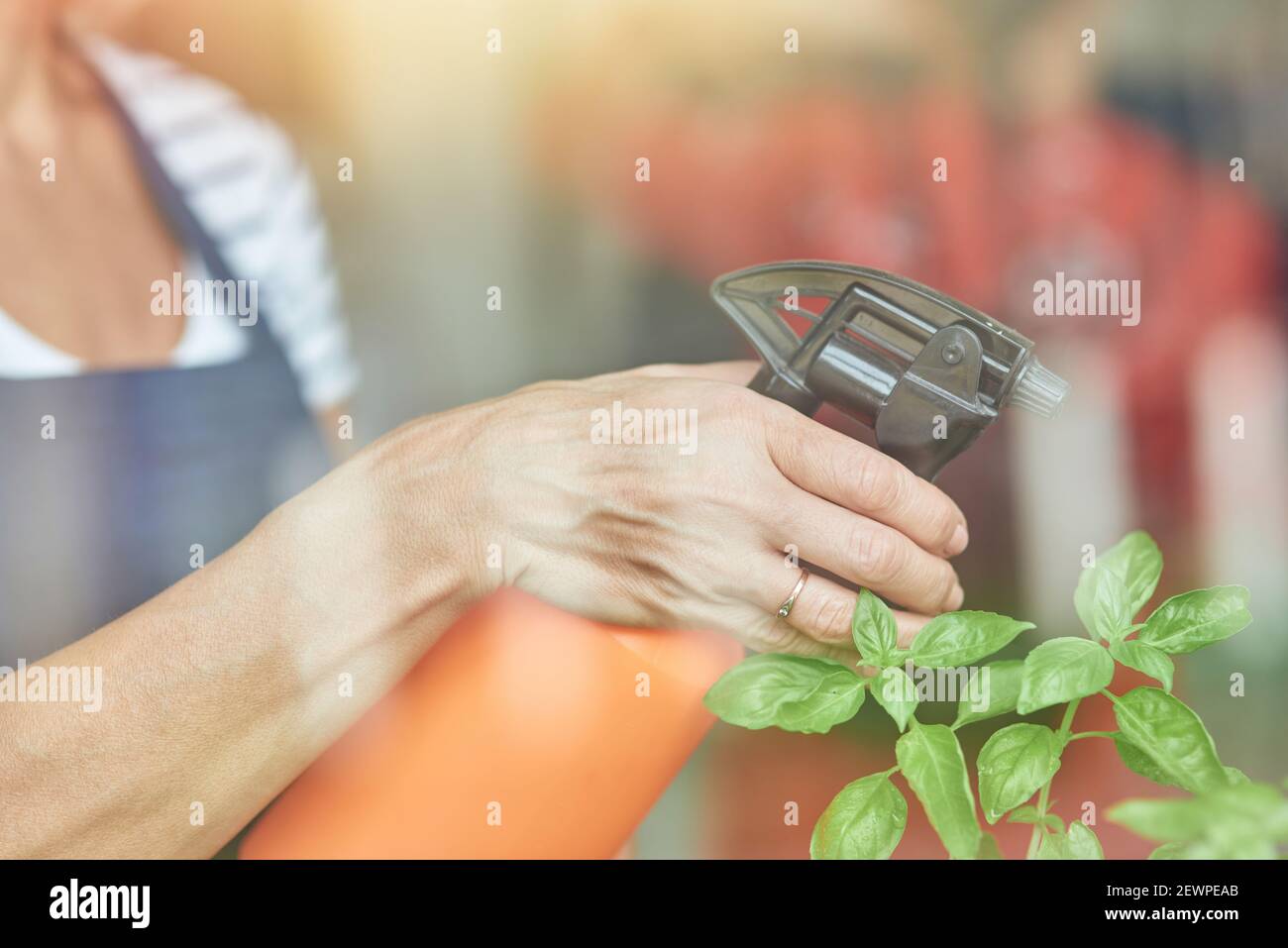 Woman hand using sprayer with water on herbs Stock Photo