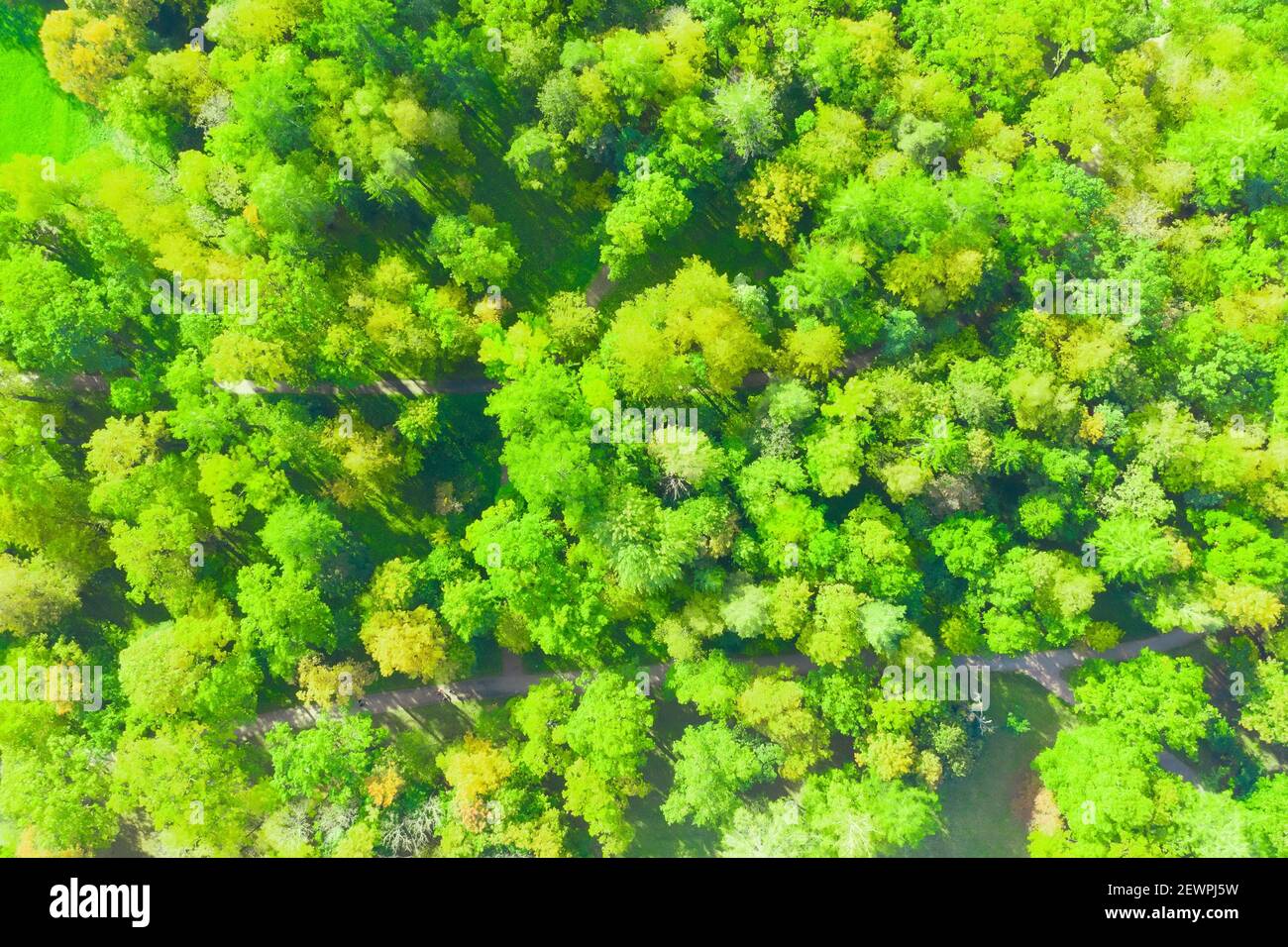 Green spring forest seen from above, top view Stock Photo