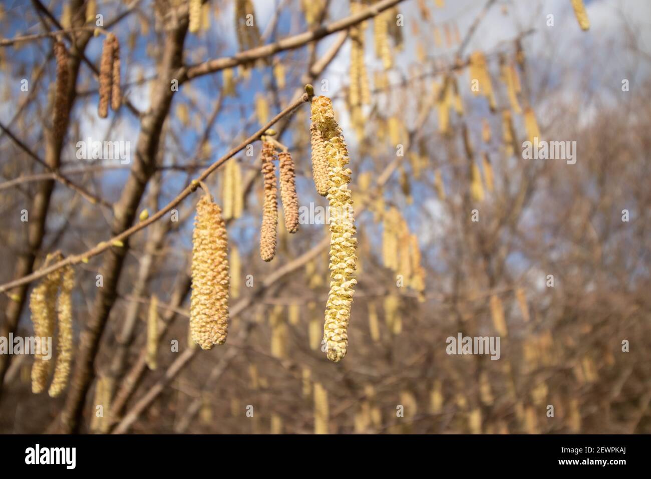 Wild Catkin flowers growing along the Coventry Canal near Tamworth in Staffordshire, UK. Stock Photo