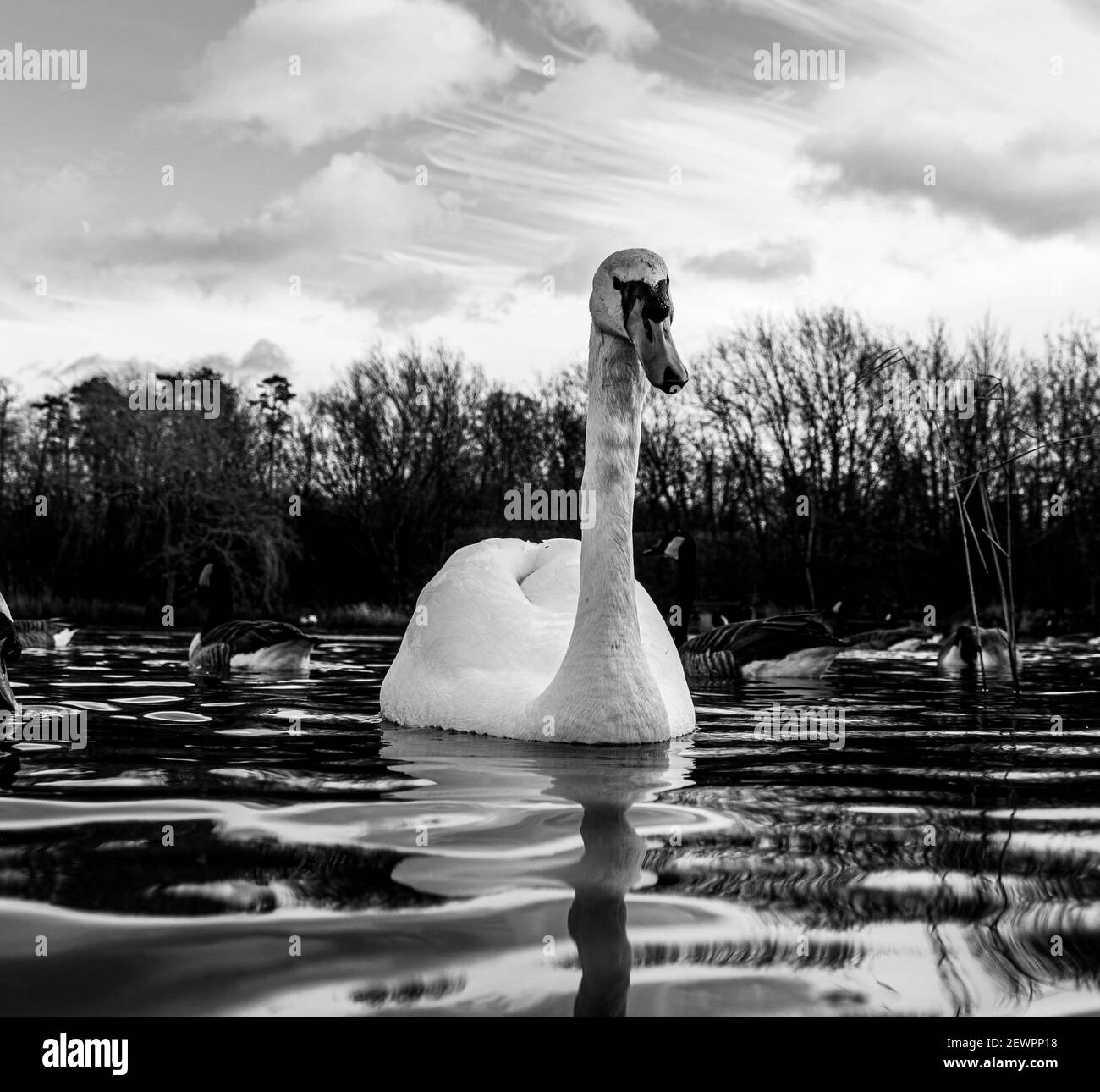 Large White British Mute Swan Swans low water level view close up macro