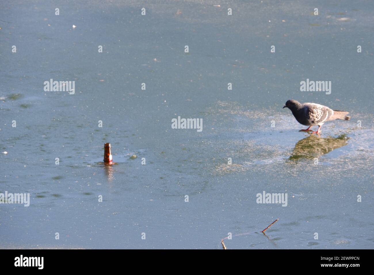 Pigeon Walking to a Beer Bottle in a Frozen Lake Stock Photo