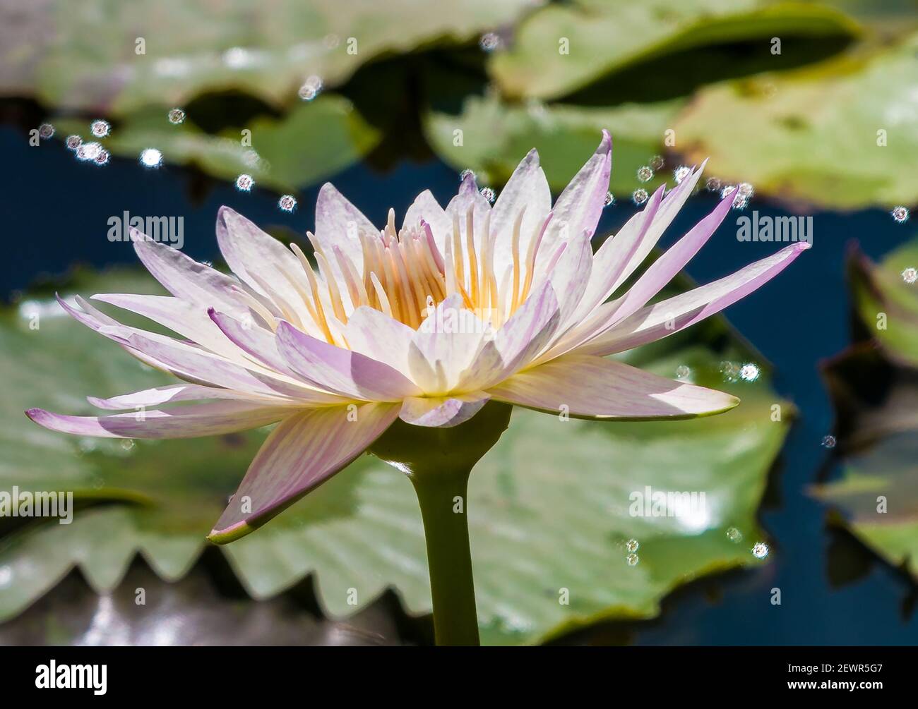 Lily water lily flowers hi-res stock photography and images - Alamy