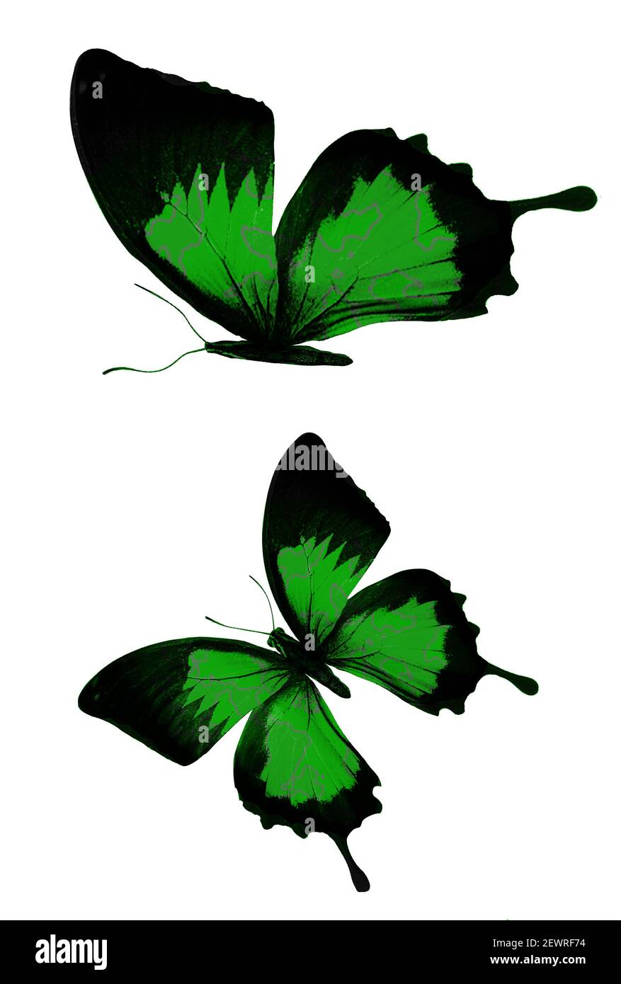 green butterflies isolated on a white background. High quality photo