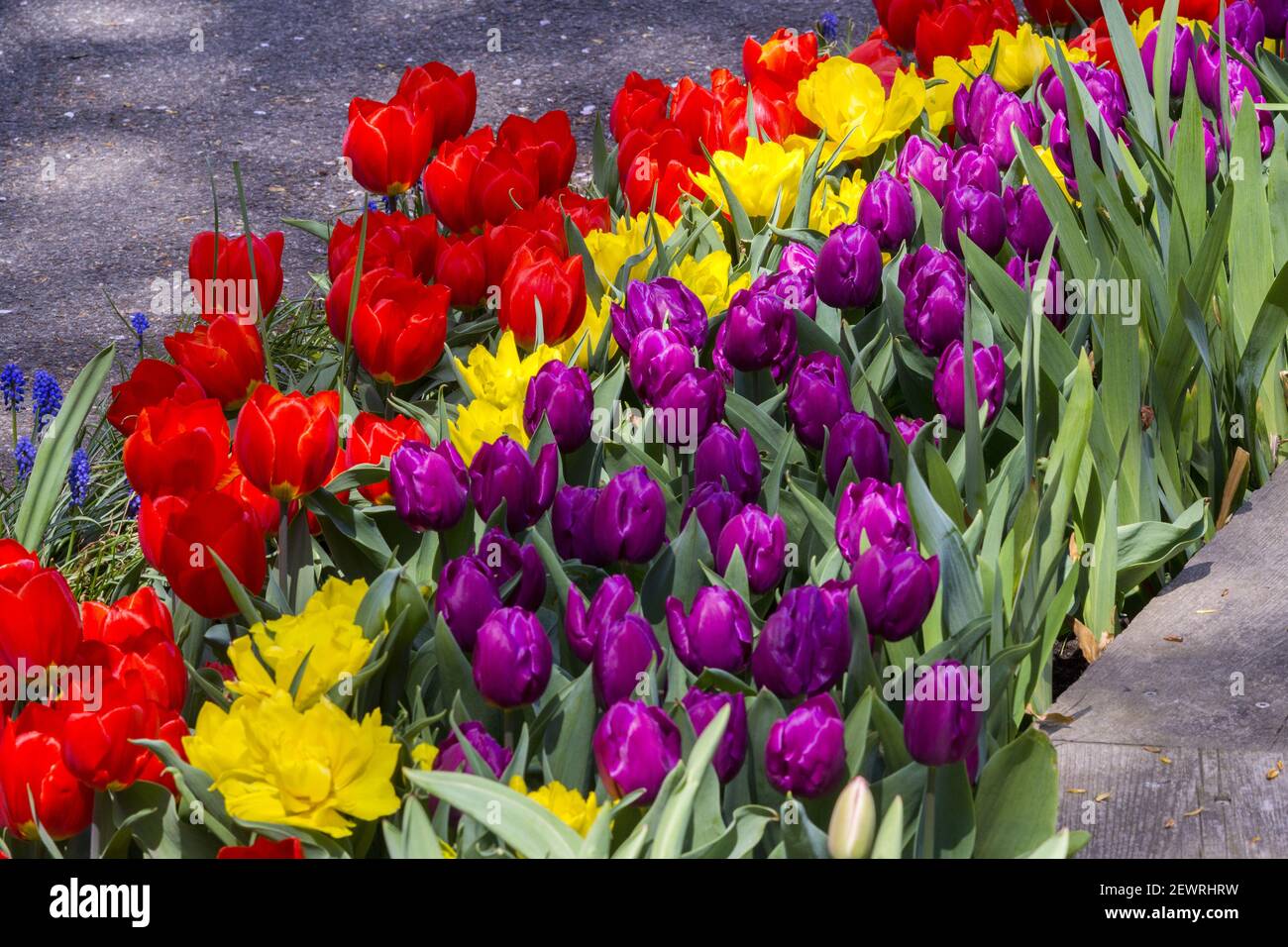 Tulips in a community garden in New York during their Tulip Festival, seen  on Saturday, April 16, 2016. Analysts have recently compared  cryptocurrencies such as Bitcoin to the infamous speculative trading bubble