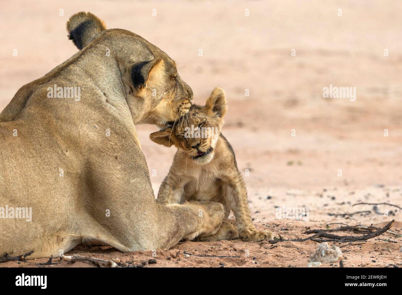 Lioness (Panthera leo) grooming cub, Kgalagadi Transfrontier Park, South Africa, Africa Stock Photo