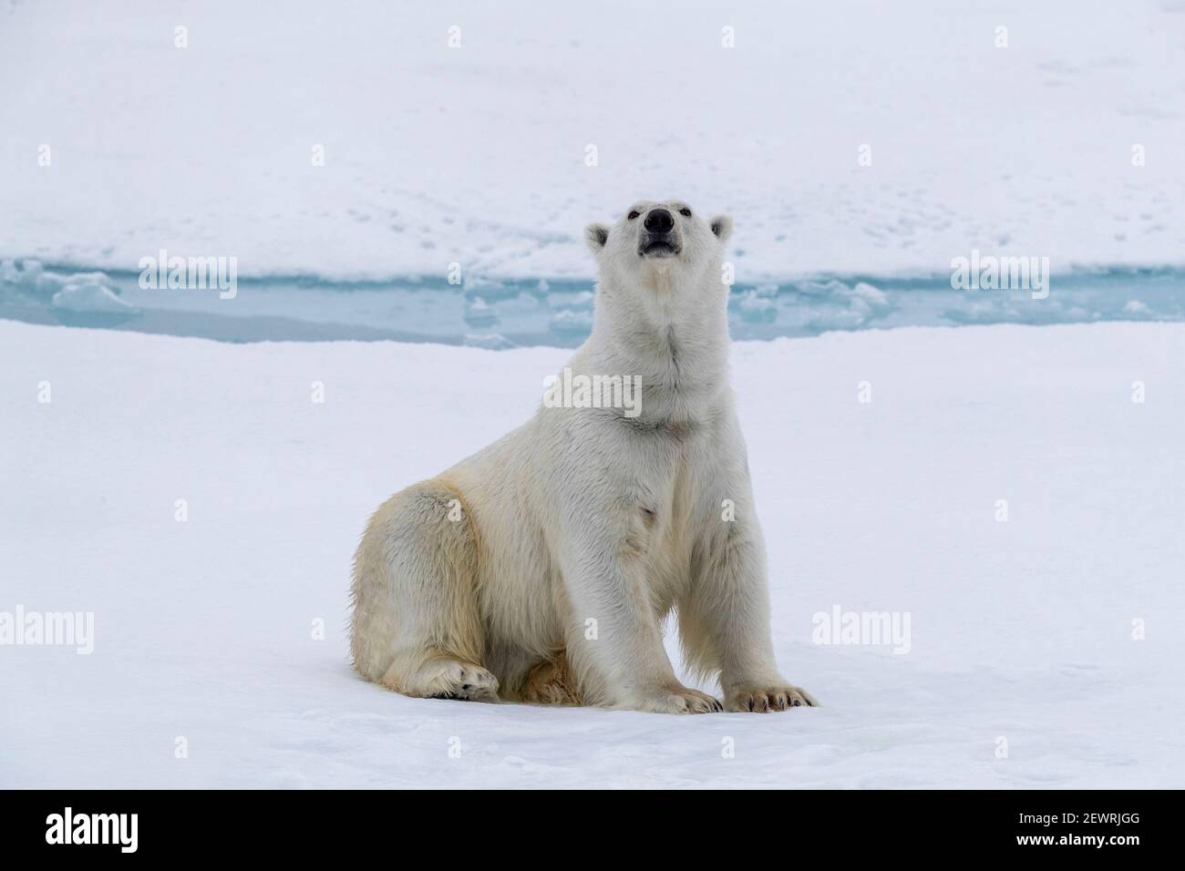 Adult polar bear (Ursus maritimus) cleaning its fur from a recent kill on ice near Ellesmere Island, Nunavut, Canada, North America Stock Photo