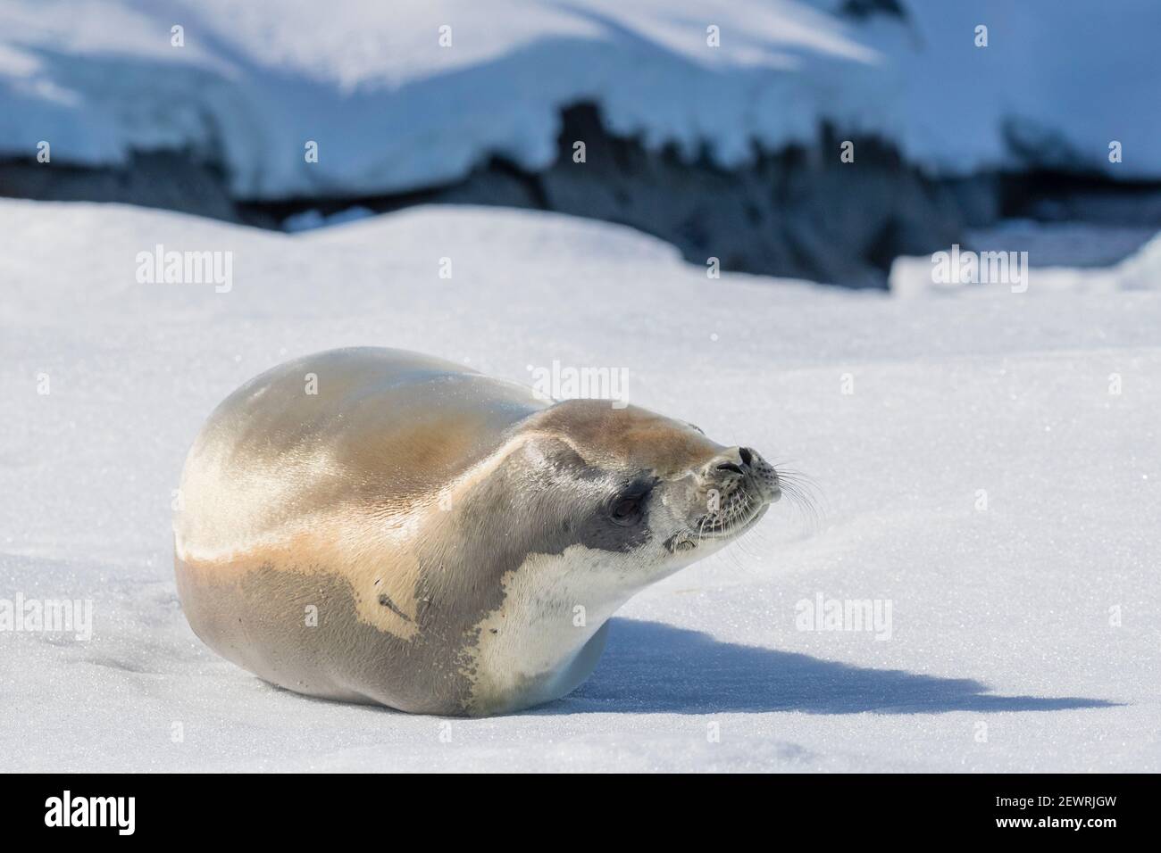 An adult crabeater seal (Lobodon carcinophaga), hauled out on sea ice in the Useful Islands, Gerlache Strait, Antarctica, Polar Regions Stock Photo