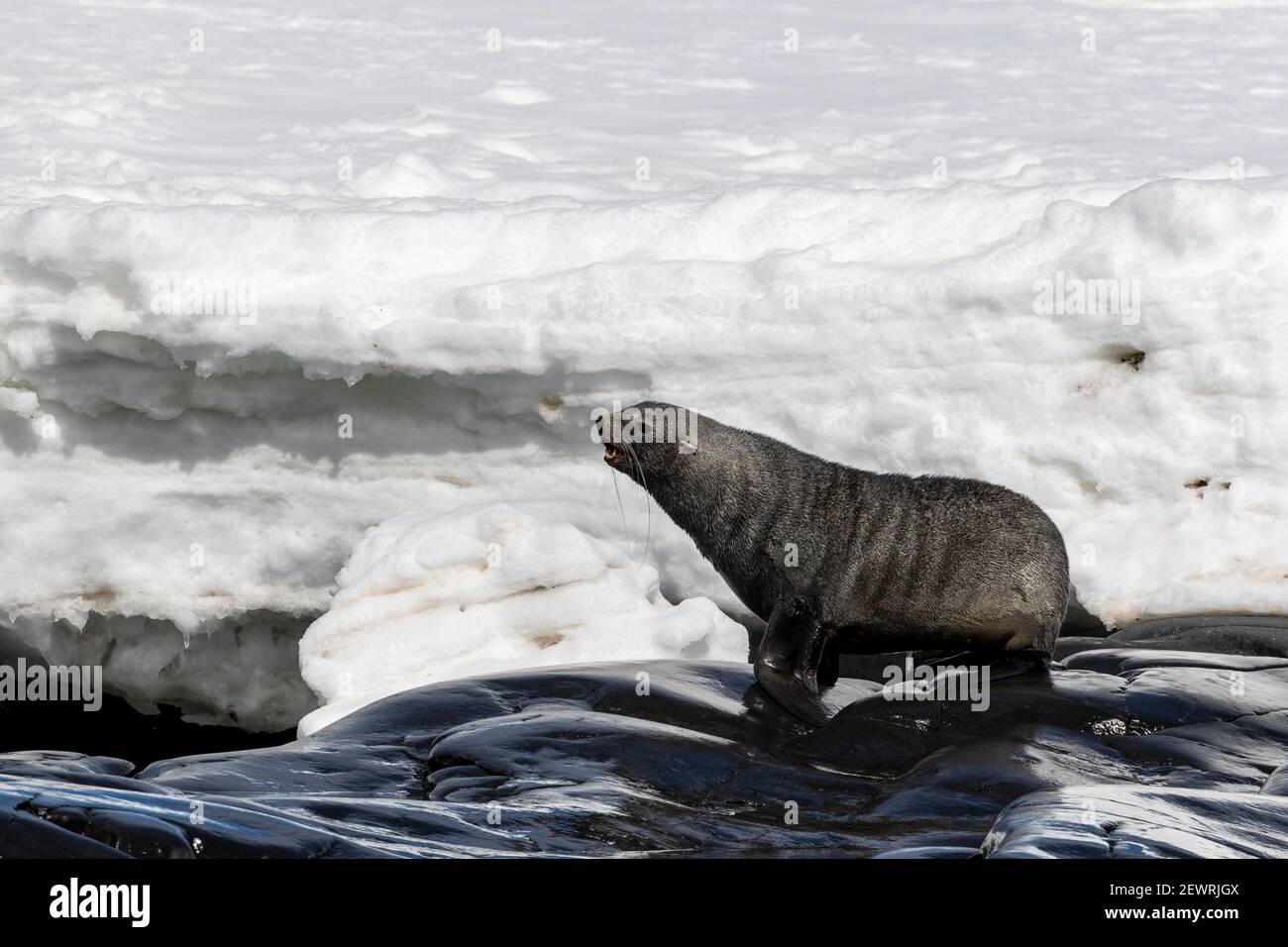 Male Antarctic fur seal (Arctocephalus gazella), hauled out on Astrolabe Island, Bransfield Strait, Antarctica, Polar Regions Stock Photo