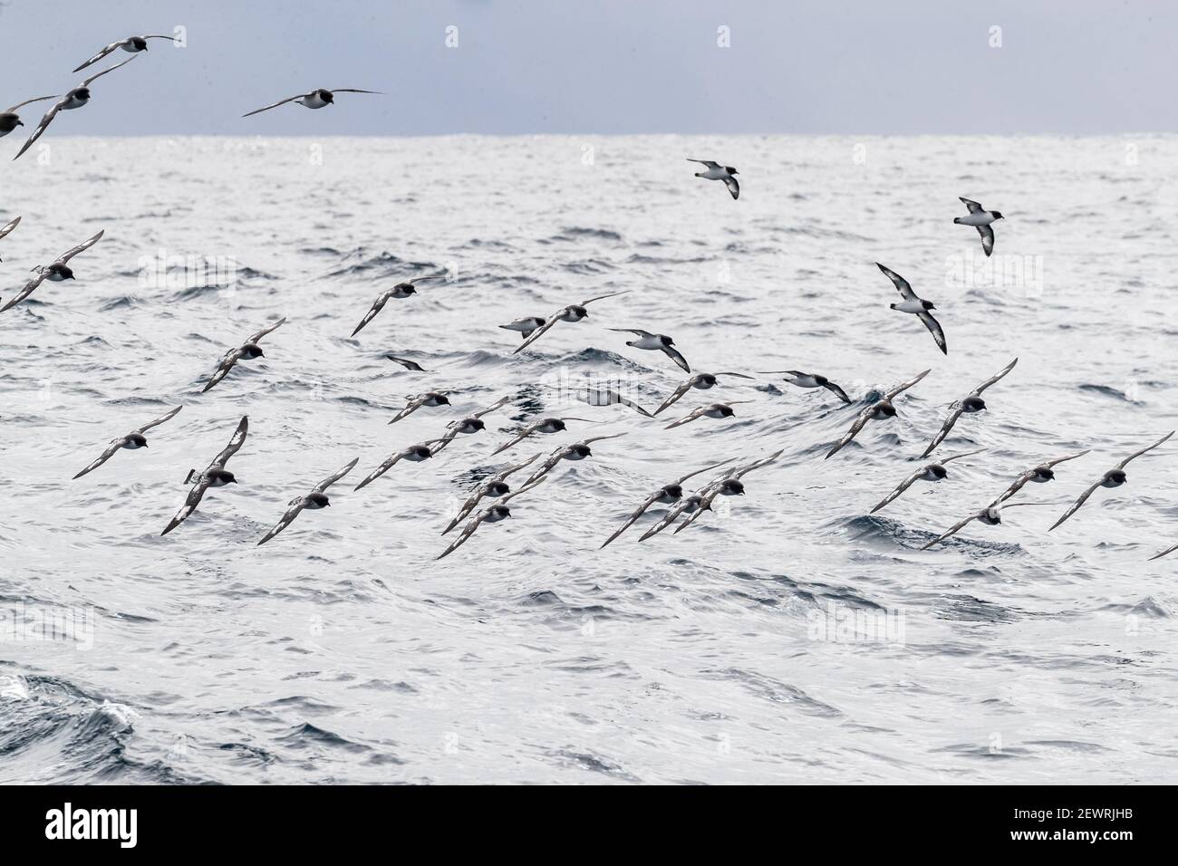 Cape petrels (Daption capense), in flight in the Drake Passage, Antarctica, Polar Regions Stock Photo