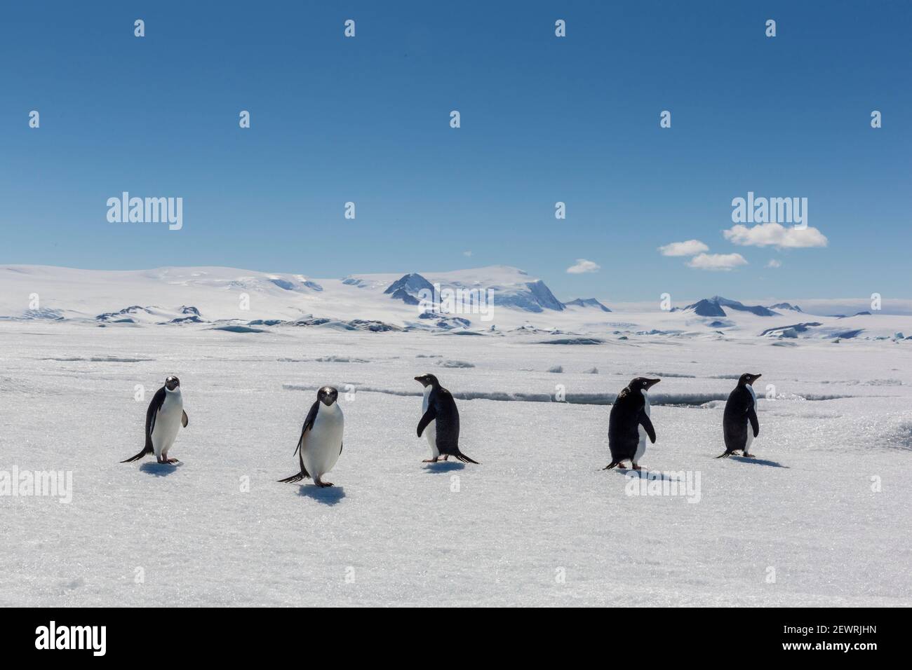 A group of Adelie penguins (Pygoscelis adeliae) on sea ice in Duse Bay ...
