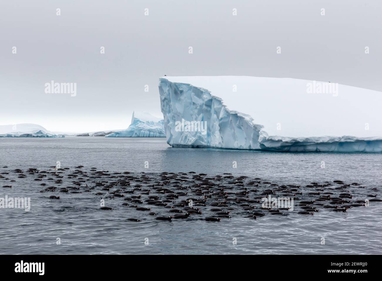 Large raft of gentoo penguins (Pygoscelis papua), group feeding at Booth Island, Antarctica, Polar Regions Stock Photo