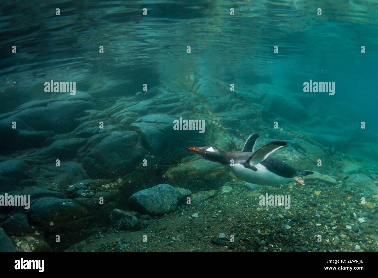 Gentoo penguins (Pygoscelis papua), swimming underwater at Port Lockroy, Antarctica, Polar Regions Stock Photo
