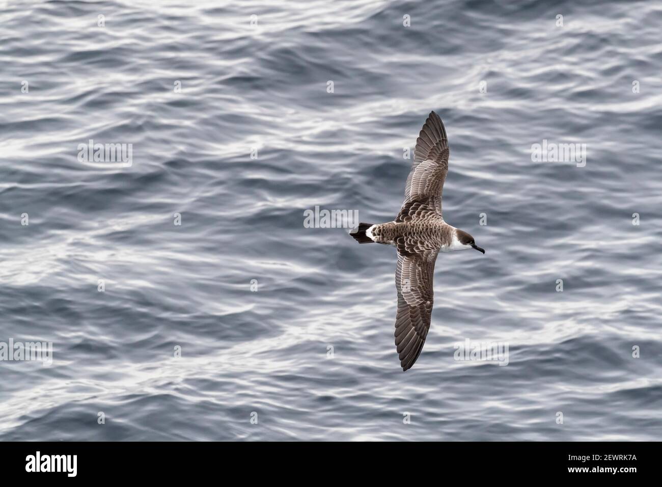 Great shearwater (Ardenna gravis), in flight over a calm sea along the eastern coast of Greenland, Polar Regions Stock Photo
