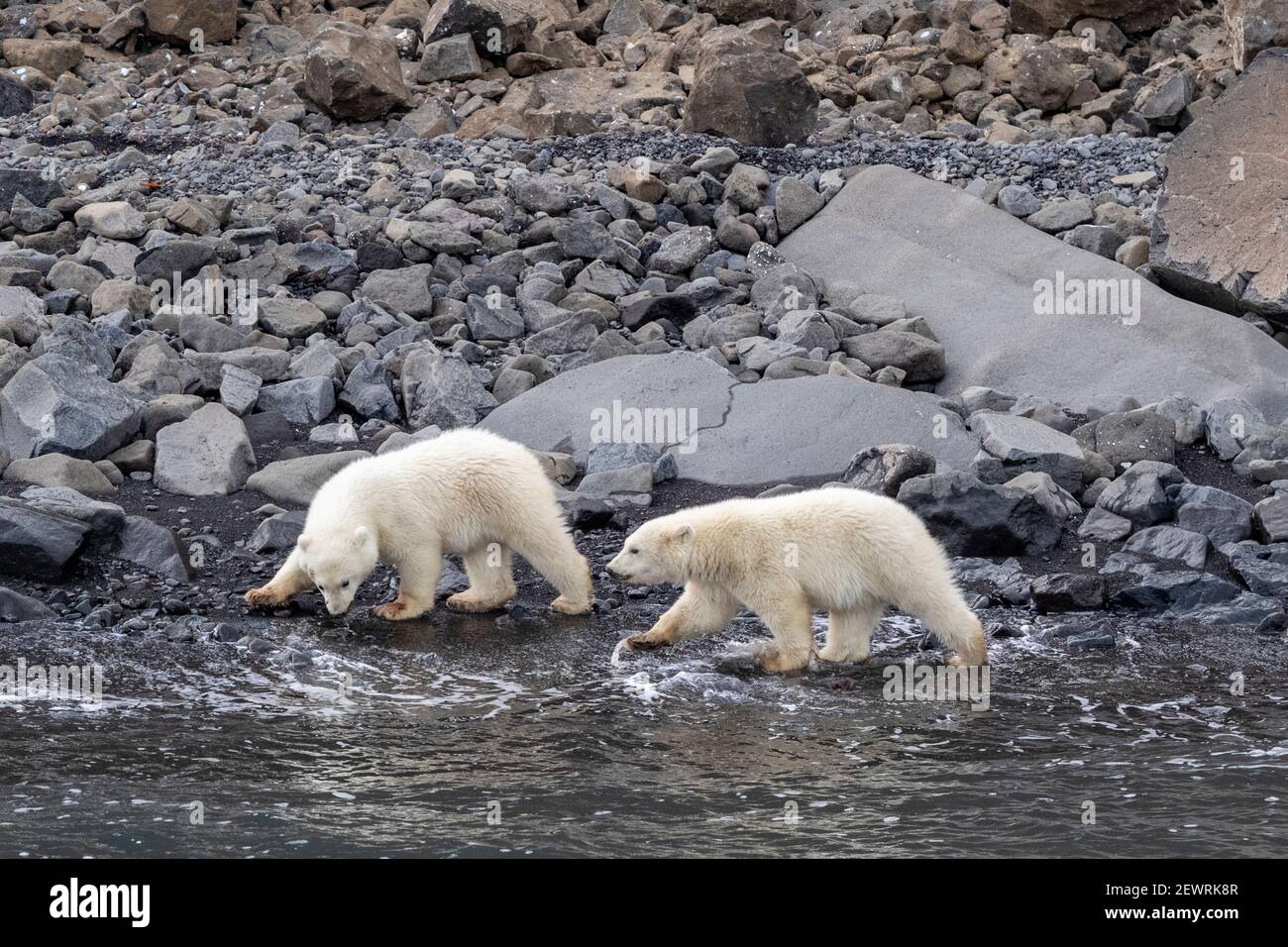 Polar bear cubs of the year (Ursus maritimus), foraging for food with mother nearby, Cape Brewster, Greenland, Polar Regions Stock Photo