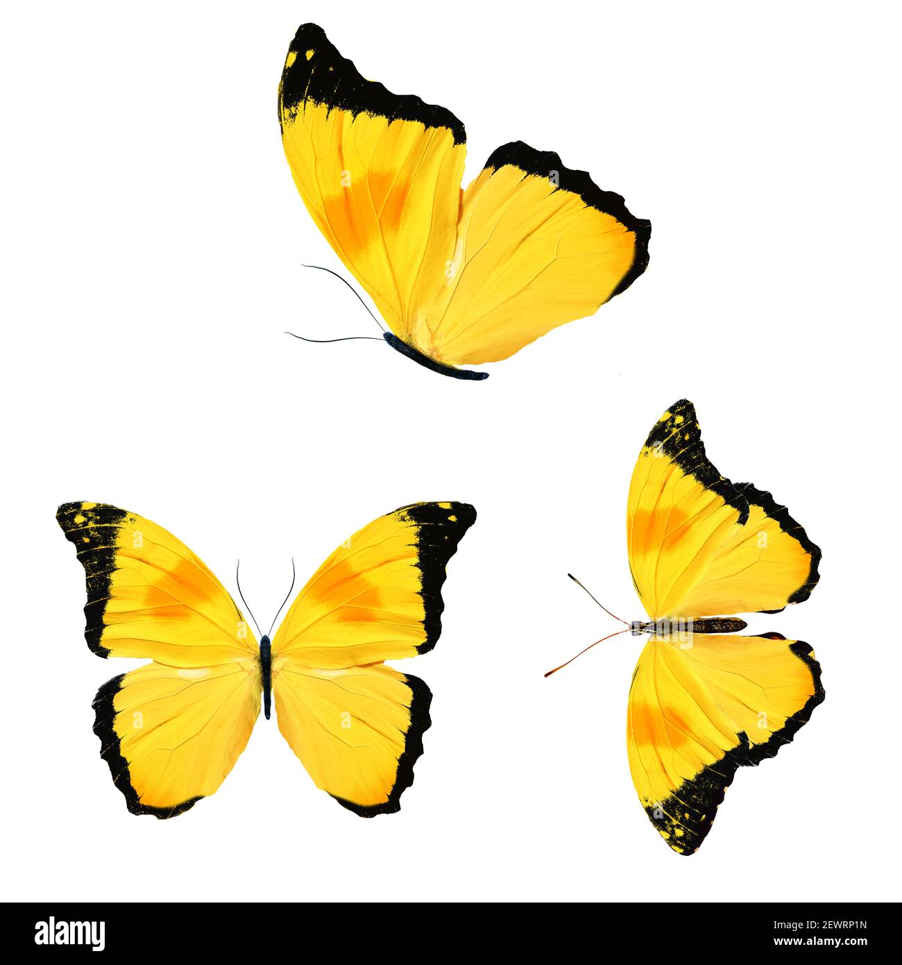 yellow butterflies isolated on white background Stock Photo Alamy