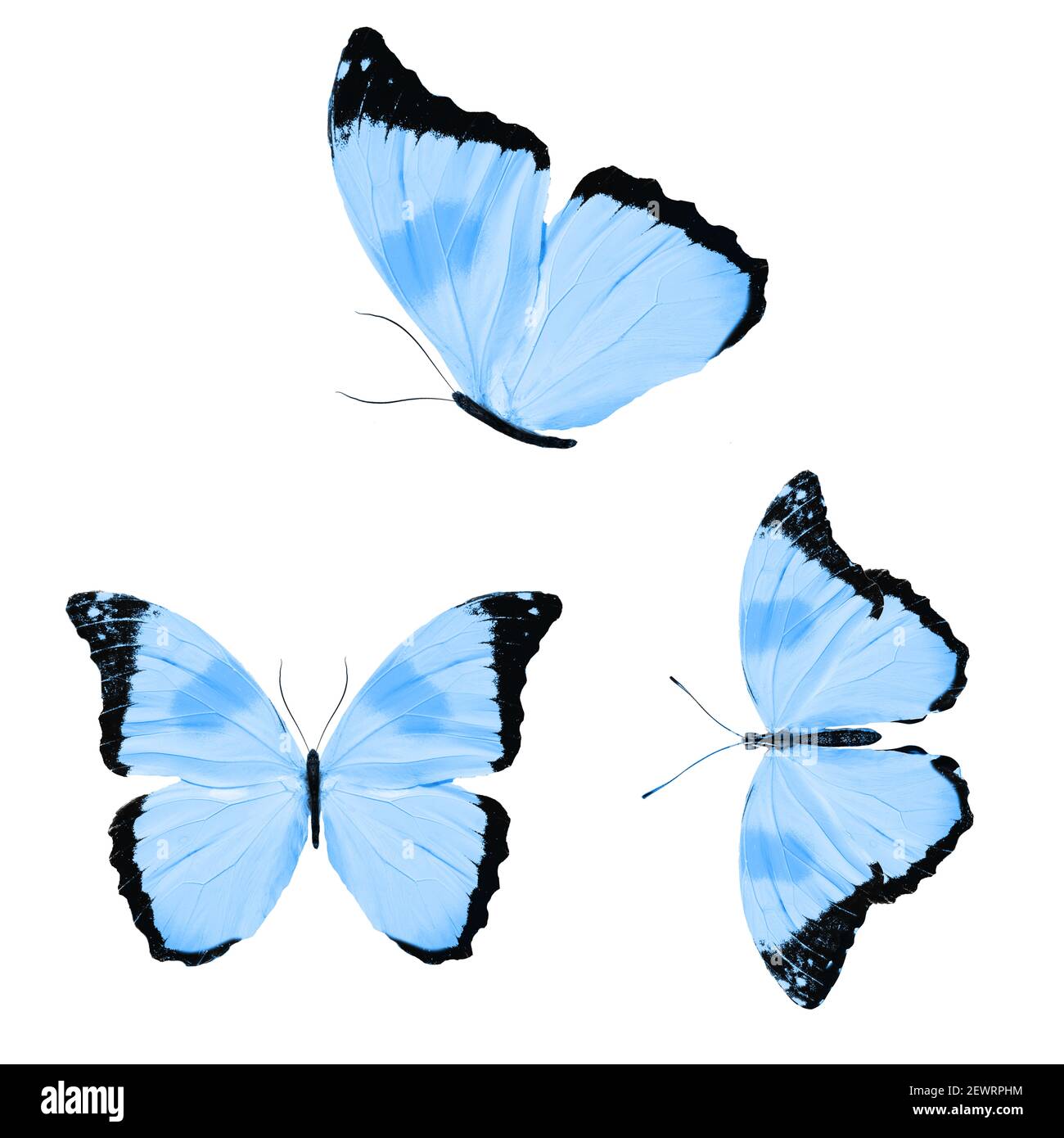 set of blue butterflies isolated on a white background. High quality ...