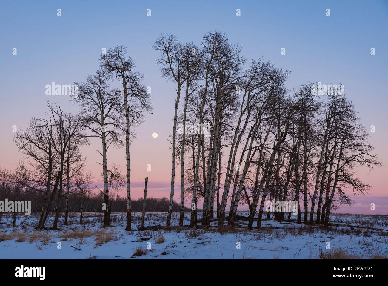 Full Moon and Aspen Grove during a Winter Sunset, Elk Island National Park, Alberta, Canada, North America Stock Photo